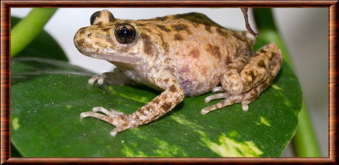 Majorcan midwife toad