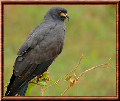 Milan des marais (Rostrhamus sociabilis)