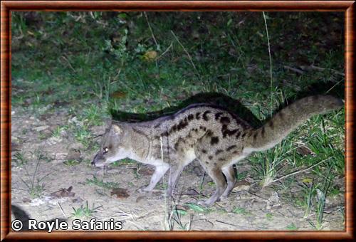 Malagasy Civet (Fossa fossana)