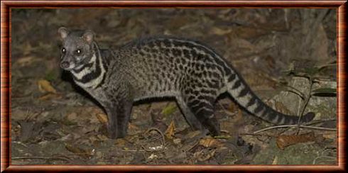 Malayan civet