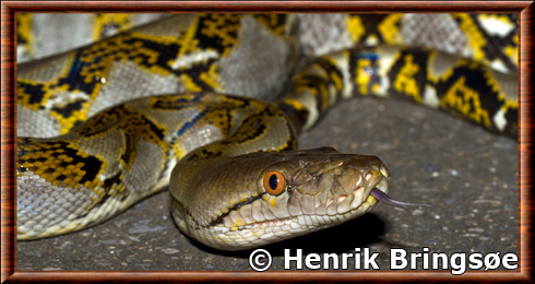 Malayopython reticulatus