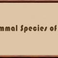 Mammalspeciesworld
