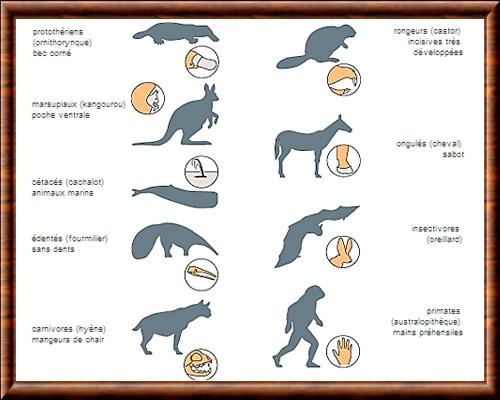 Mammifere classification