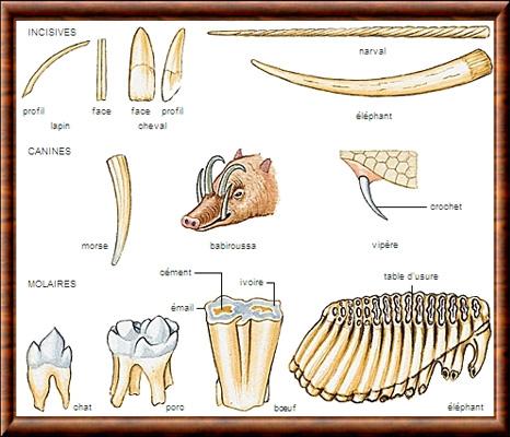 Mammifere dentition