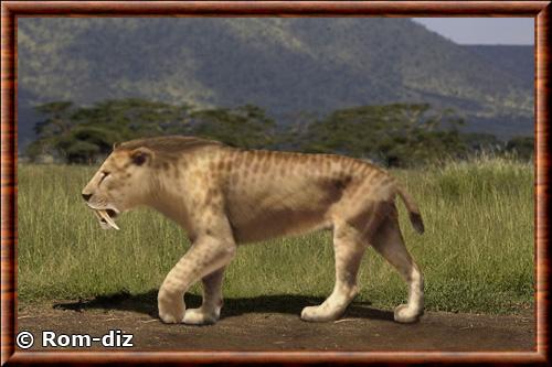 Mammifere smilodon