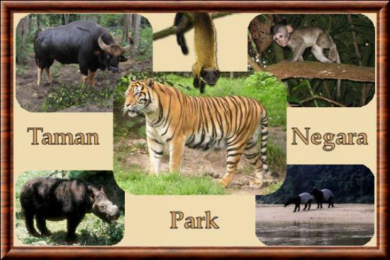 Mammifères du Parc Taman Negara