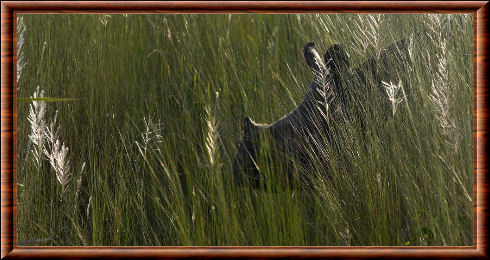 Rhinocéros indien