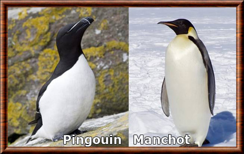 Manchot et Pingouin