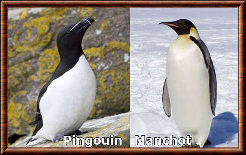 Différences entre manchots et pingouins