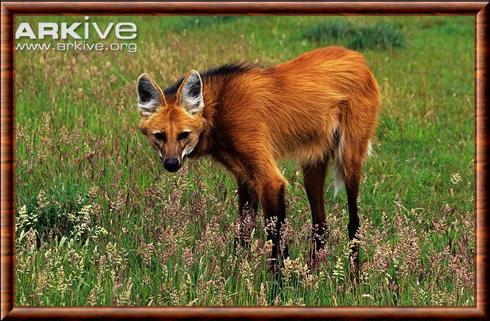 Maned wolf