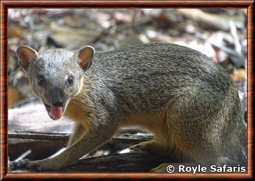 Mangouste a dix raies (Mungotictis decemlineata)