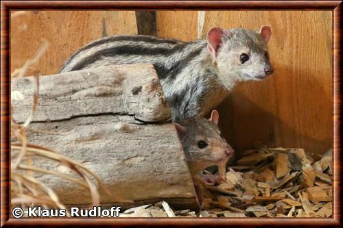 Mangouste de Grandidier zoo de Magdeburg