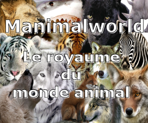 Bannière Manimalworld 350X200