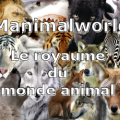 manimalworld-300-250.png