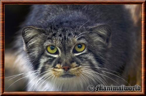 Manul gros plan