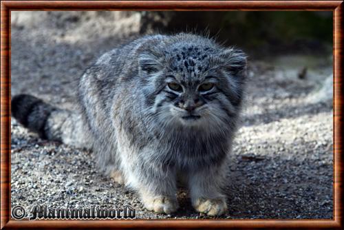 Manul (Otocolobus manul)