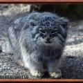 Manul otocolobus manul