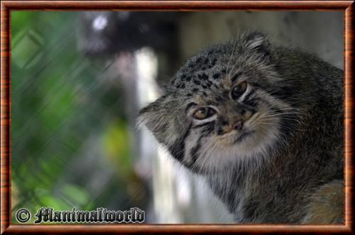 Manul portrait