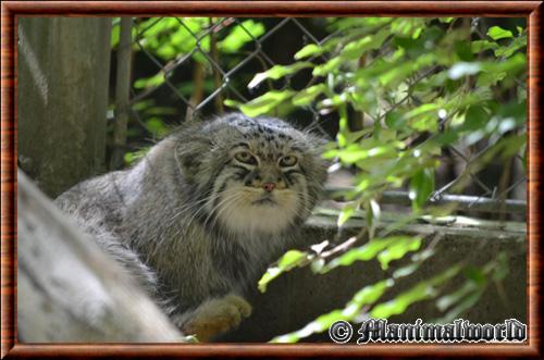 Manul zoo Mulhouse