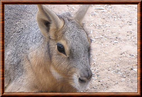 Mara de Patagonie gros plan