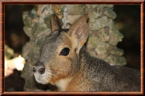 Mara de Patagonie portrait