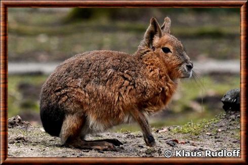 Mara de Patagonie zoo de Cottbus