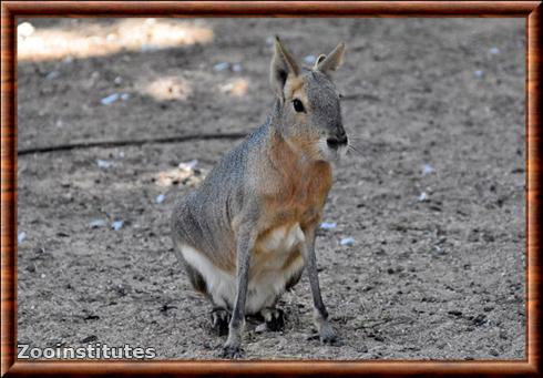 Mara de Patagonie zoo de Lagos Portugal