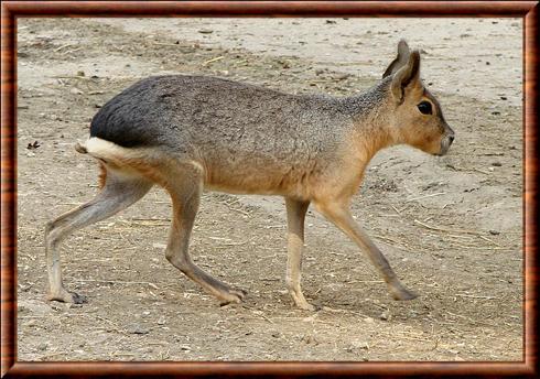 Mara de Patagonie (Dolichotis patagonum)