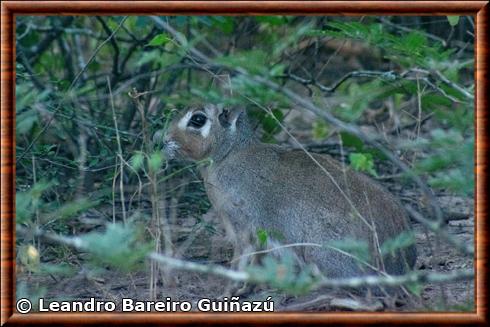 Mara du Chaco