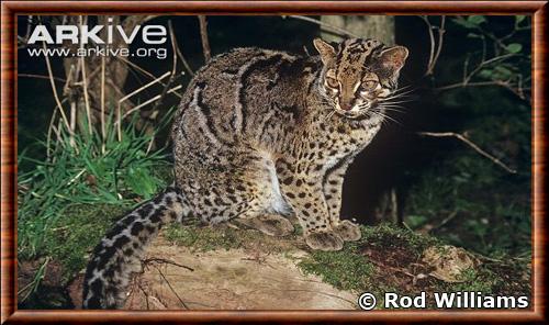 Marbled cat (Pardofelis marmorata)