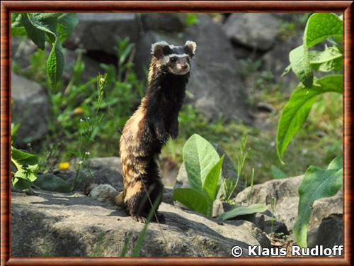 Marbled polecat (Vormela peregusna)