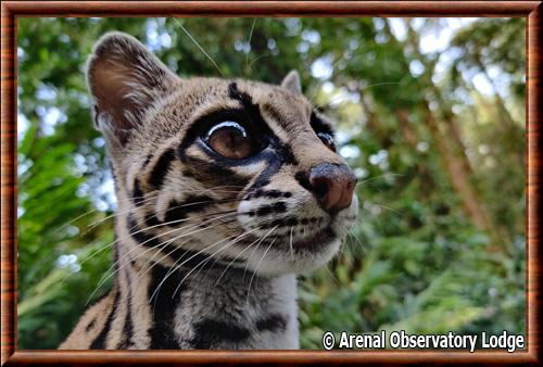 Margay gros plan