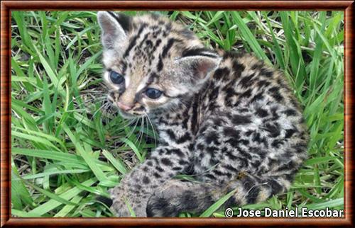 Margay juvenile