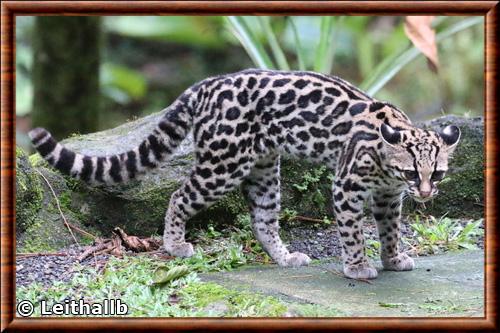 Margay (Leopardus wiedii)