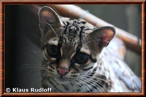 Margay portrait