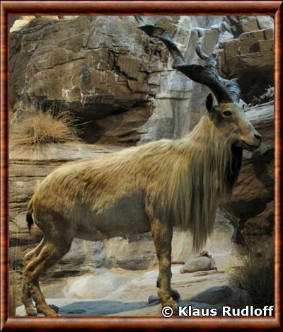 Markhor de kaboul capra falconeri megaceros