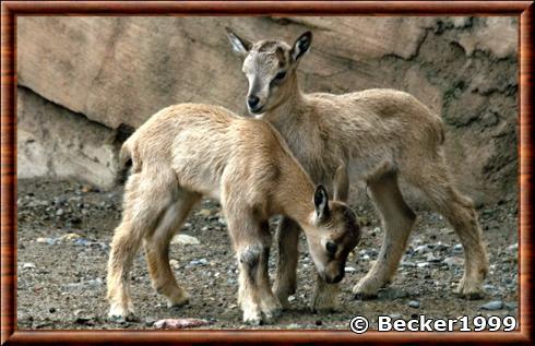 Markhor juvenile