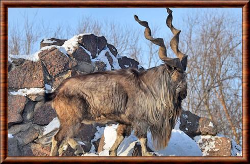 Markhor zoo de Moscou