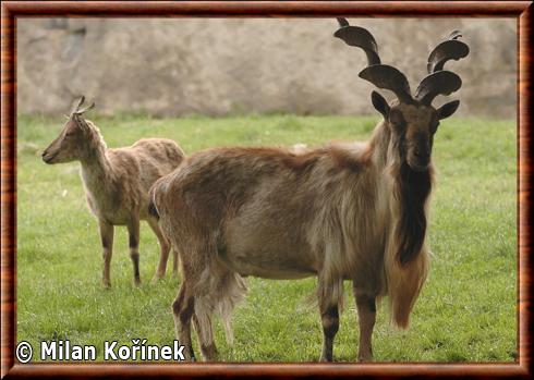 Markhor Olomouc zoo