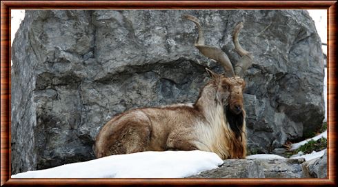 Markhor (Capra falconeri)