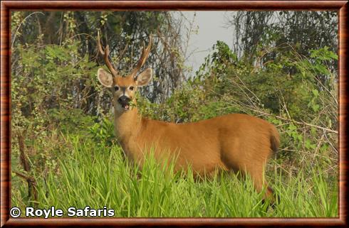 Marsh deer (Blastocerus dichotomus)