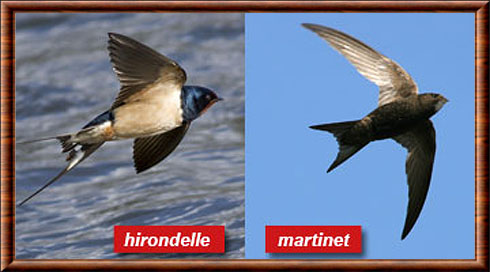 Quelles différences entre l'hirondelle et le martinet ? Comment les  reconnaître ?