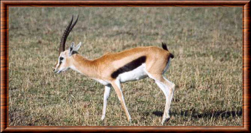 Gazelle de Grant