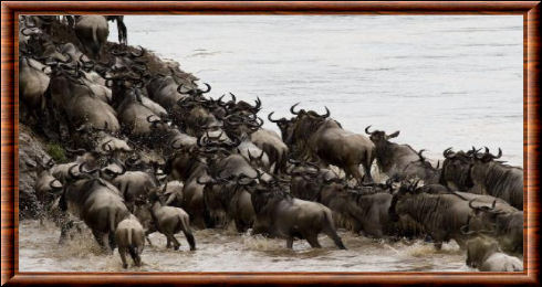 Gnou au Masai Mara