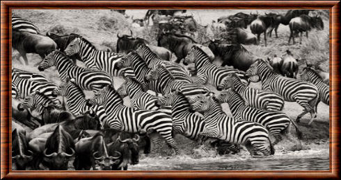 Grande migration du Masai Mara