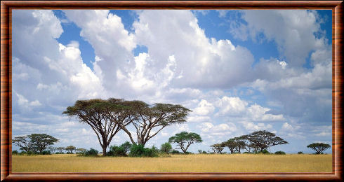 Paysage du Masai Mara