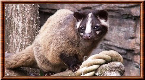 Masked palm civet