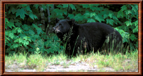 Ours noir américain