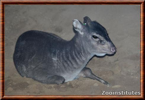 Maxwell's Duiker