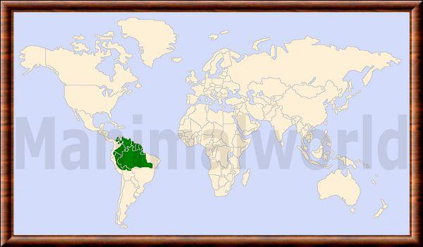 Mazama nemorivaga carte repartition